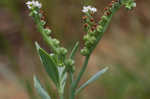 Salt heliotrope